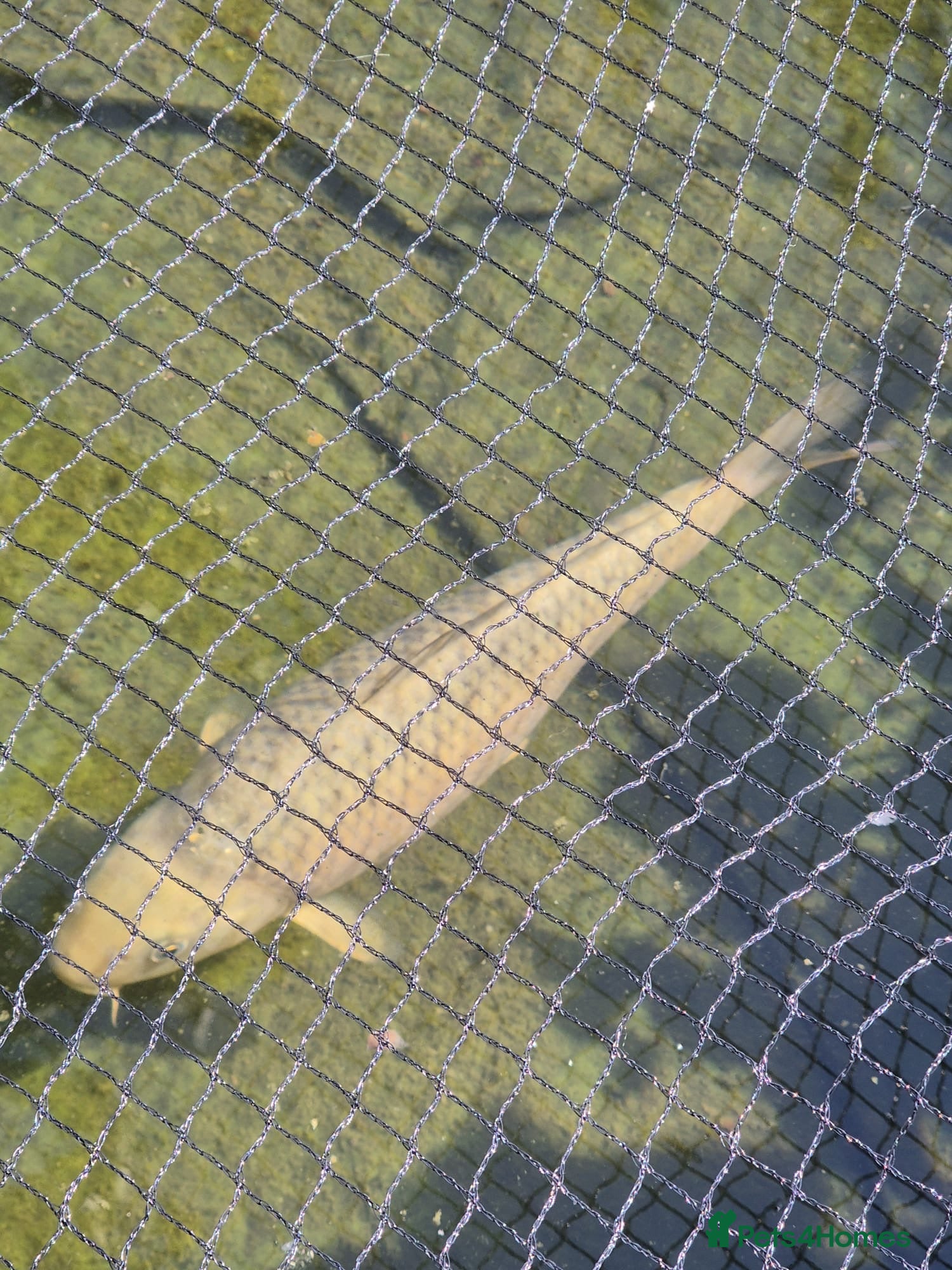 Koi Carp fish Various Koi’s looking for a new home. - Advert 1