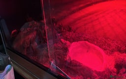Python Snake reptiles for sale: Ball python  - Image 1