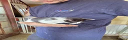 Mixed Breed cats for sale: Kittens for sale  - Advert 3