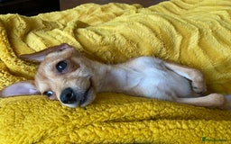 Mixed Breed dogs for sale: Looking for a forever home  - Image 1