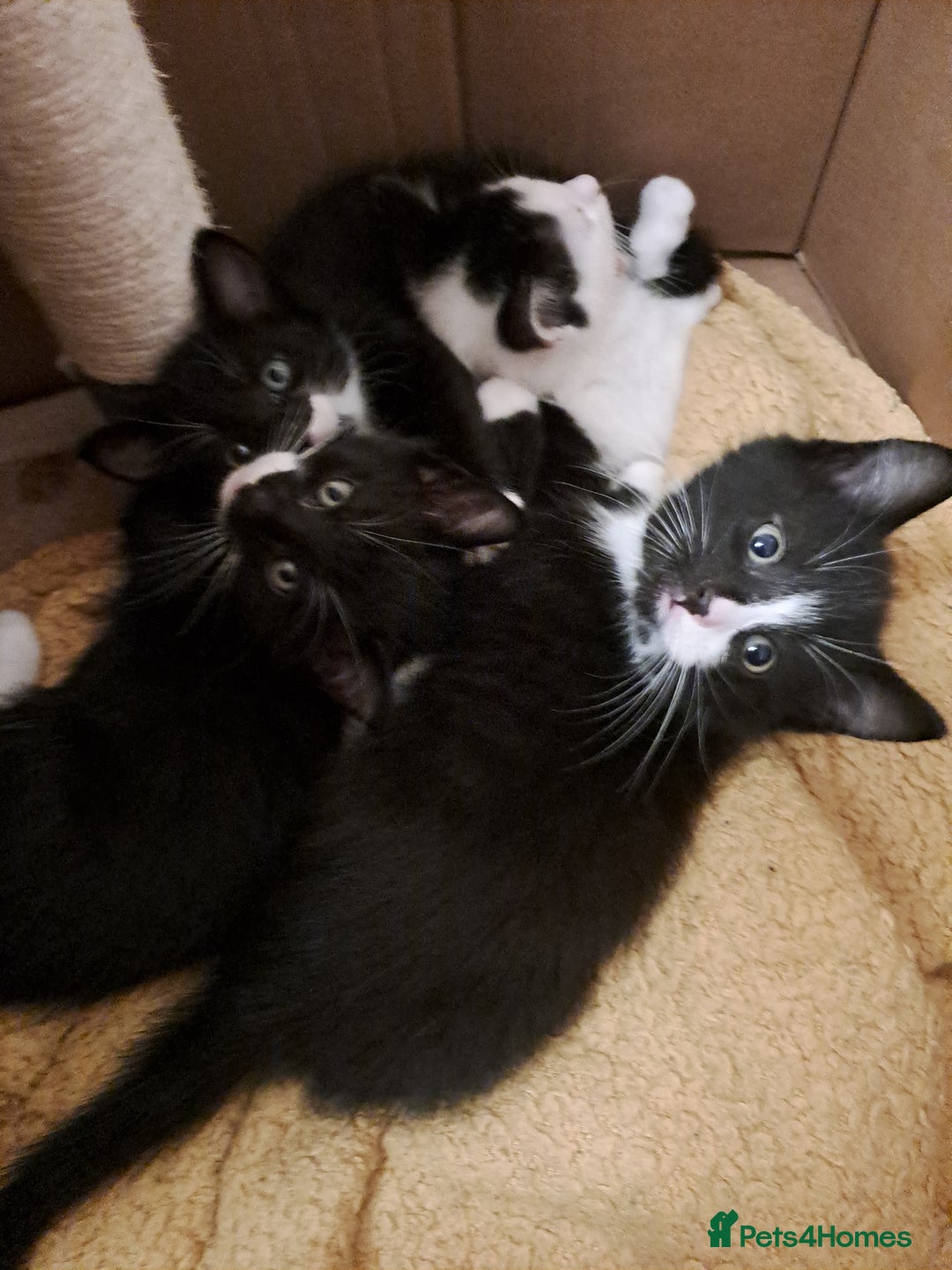 Mixed Breed cats for sale: Beautiful Kittens Looking for Homes - Advert 3