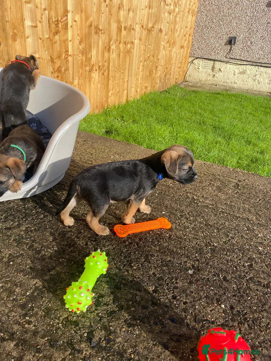 Border Terrier dogs for sale: ⭐️BORDER TERRIER PUPPIES  - Advert 40