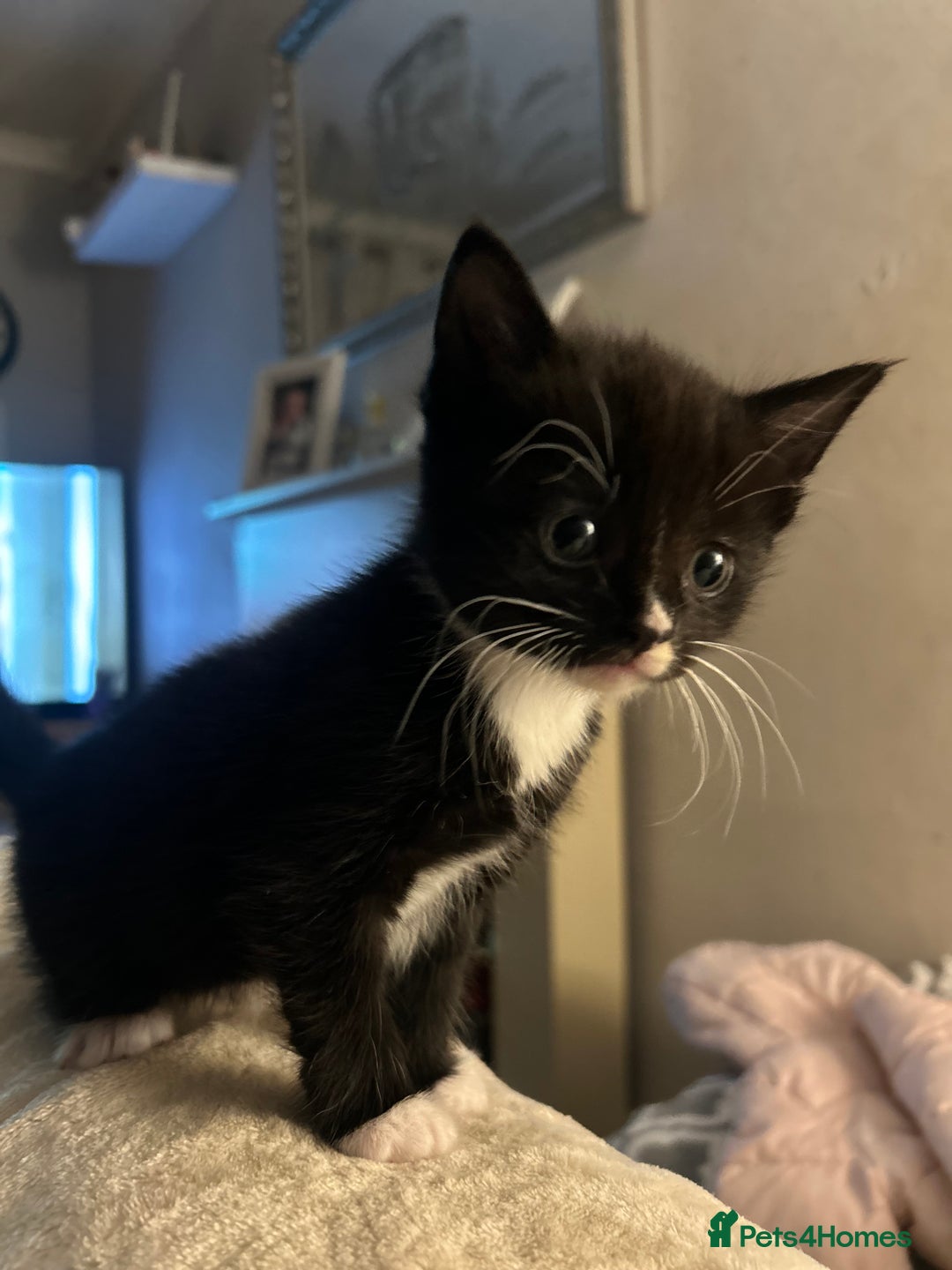 Mixed Breed cats for sale: Main coon x British short hair kittens  - Advert 3