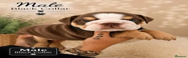 English Bulldog 1