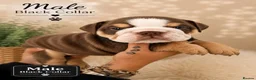 English Bulldog dogs for sale: KC English bulldogs puppies  - Advert 4