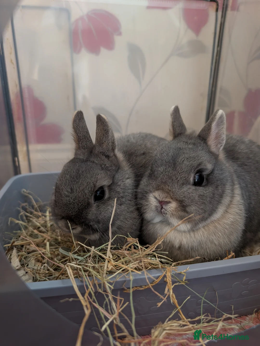 Mixed Breed rabbits for sale: Older buns looking for new homes - Advert 8