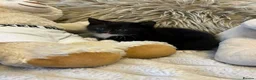 Mixed Breed cats for sale: 🩷Cross Maine Coone Kittens🩷 - Advert 30