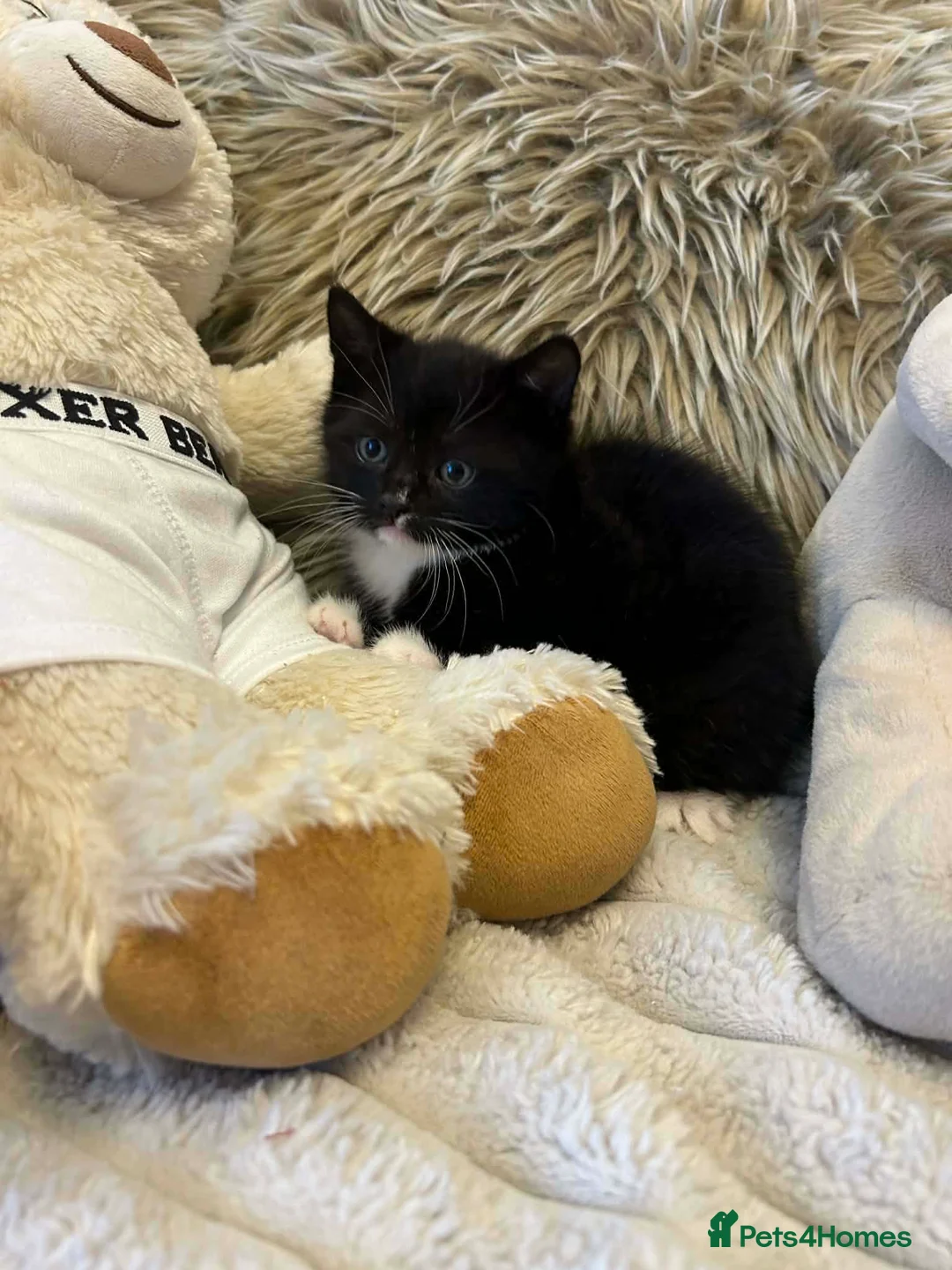 Mixed Breed cats for sale: 🩷Cross Maine Coone Kittens🩷 - Advert 30