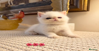 Persian cats - Advert 2