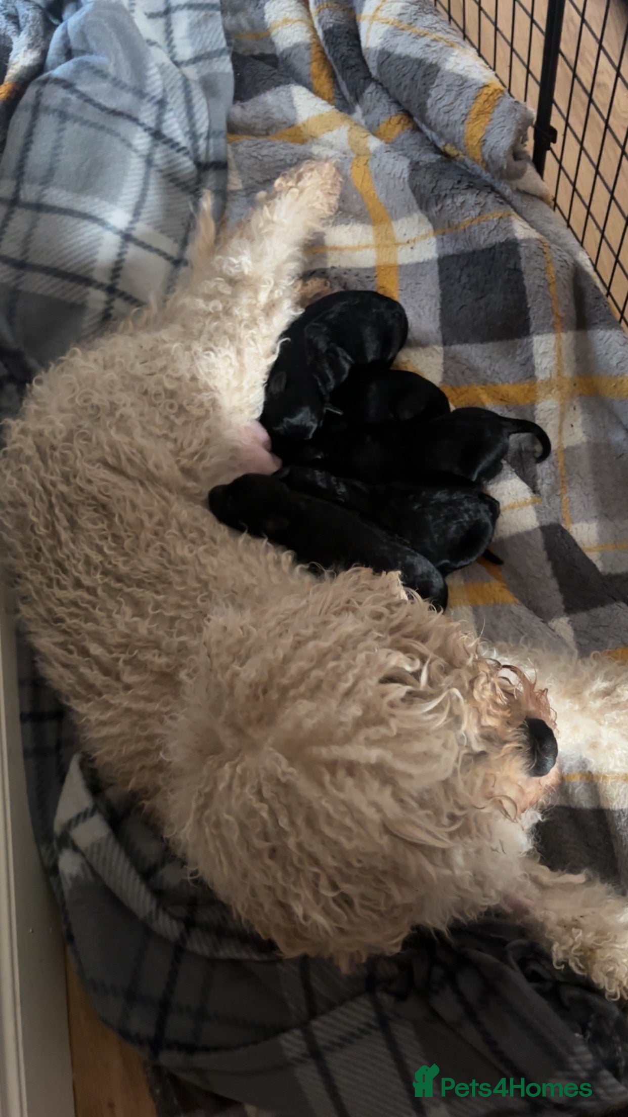 Cockapoo dogs Cockapoo for sale - Advert 9