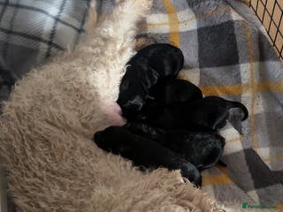 Cockapoo dogs Cockapoo for sale - Advert 15