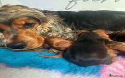 Cockapoo dogs for sale: ✨ Superb F1 Cockapoo pups ✨ - Image 5