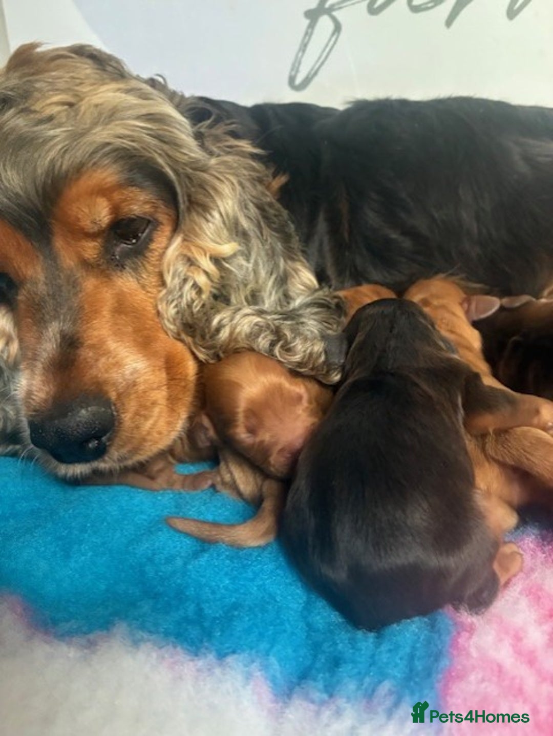 Cockapoo dogs for sale: ✨ Superb F1 Cockapoo pups ✨ - Image 5