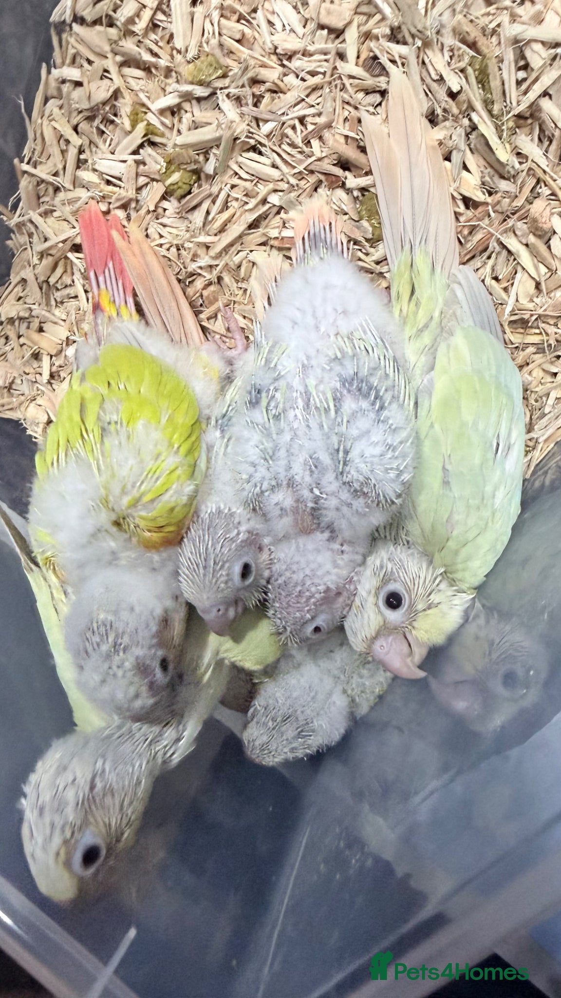 Conures birds for sale: Baby Mooncheek and Suncheek Conure Chicks - Advert 2