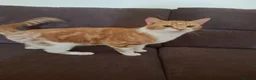 Mixed Breed cats for sale: Beautiful adult cat ready to be rehomed - Advert 3