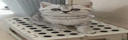 British Shorthair cats for sale: 🐾 Exceptional GCCF British Shorthair Kittens 🐾 - Advert 7