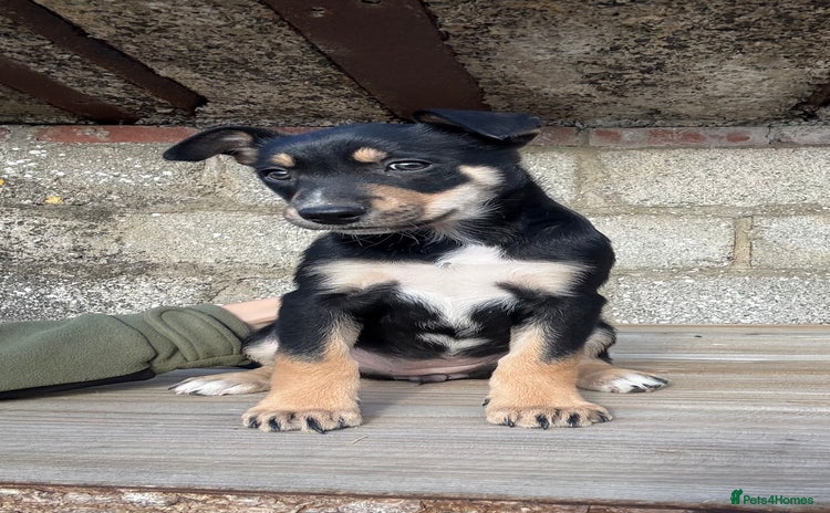 Mixed Breed dogs - Advert 6