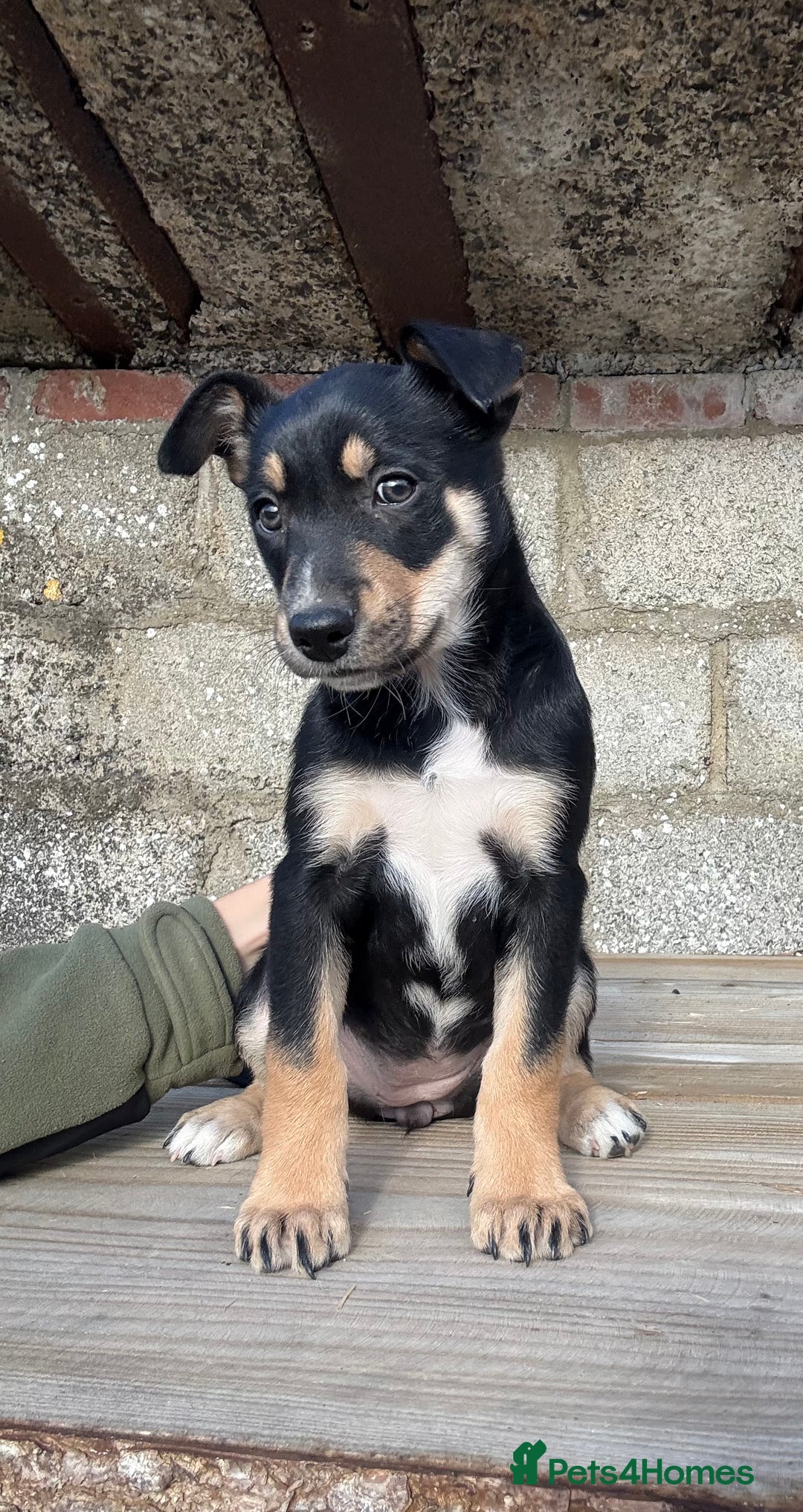 Mixed Breed dogs for sale: Huntaway X Collie Bitch Pup - Image 1