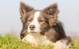 Border Collie dogs for stud: *PROVEN* Blue and White Border Collie Stud in Stoke-on-Trent - Image 12