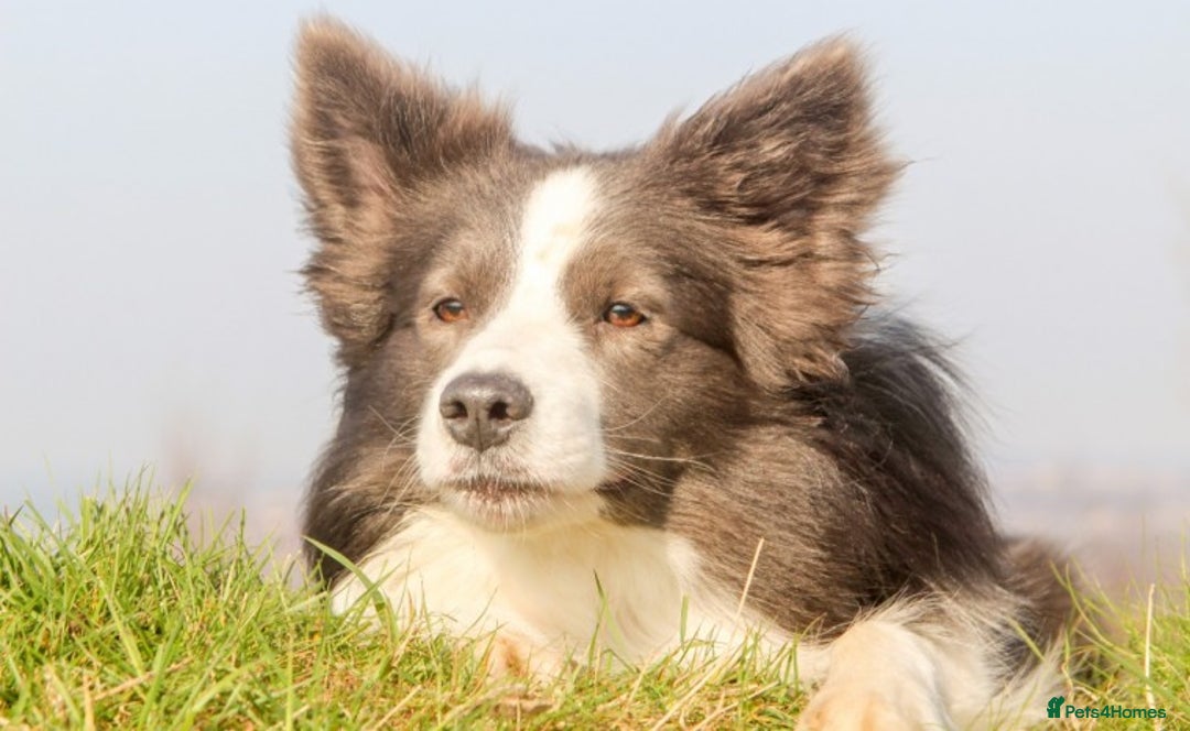 Border Collie dogs for stud: *PROVEN* Blue and White Border Collie Stud in Stoke-on-Trent - Image 12