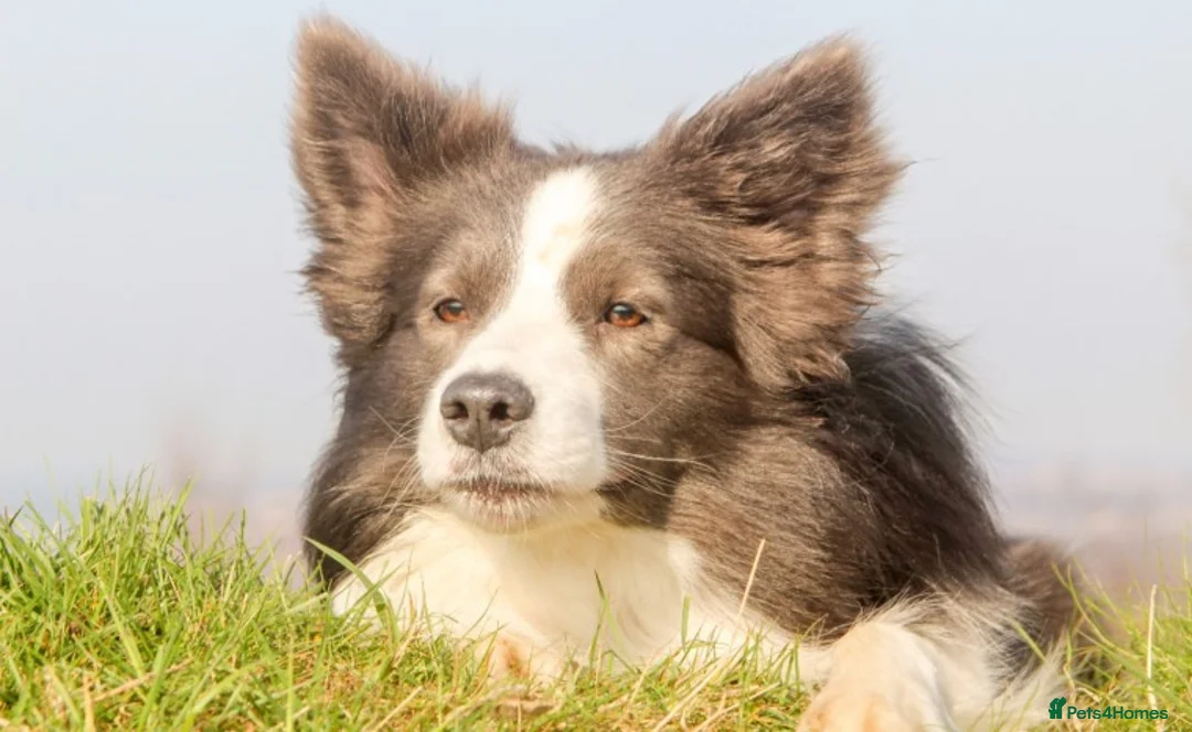 Border Collie dogs for stud: *PROVEN* Blue and White Border Collie Stud in Stoke-on-Trent - Advert 12