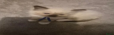 Mitted seal point boy