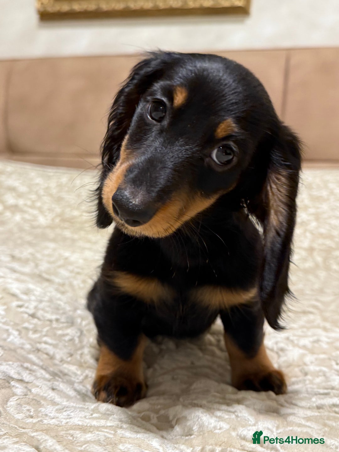 Miniature Dachshund dogs for sale: KC reg Long-Hair Black & Tan Miniature Dachhund - Advert 1
