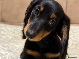 Miniature Dachshund dogs KC reg Long-Hair Black & Tan Miniature Dachhund - Advert 3