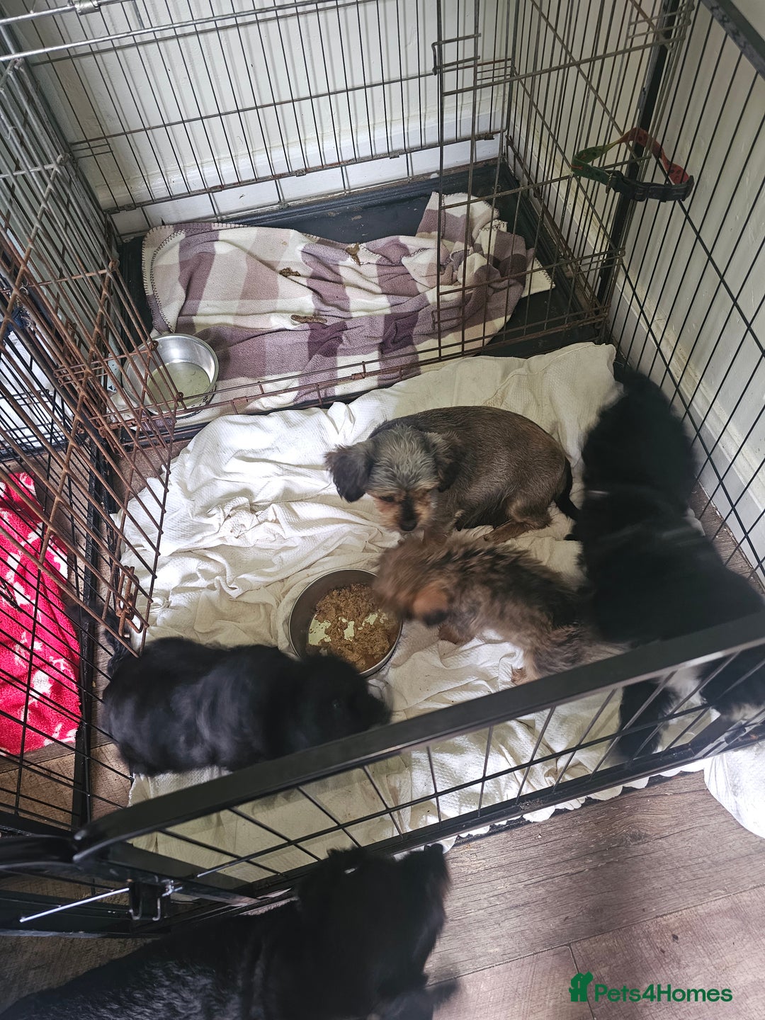 Mixed Breed dogs for sale: Chorkie x poodle pups - Image 8