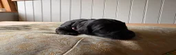 Mixed Breed dogs for sale: Delightful Schnockerpoo Puppies  - Advert 25
