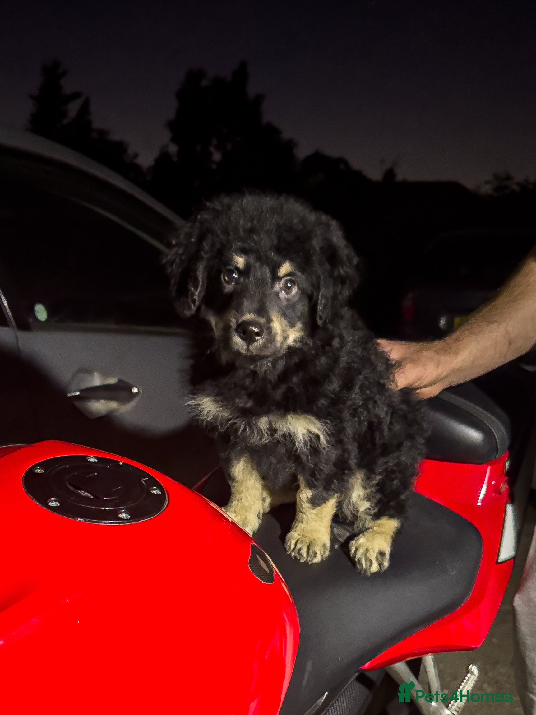 Mixed Breed dogs Olivier puppy looking for a home - Advert 15
