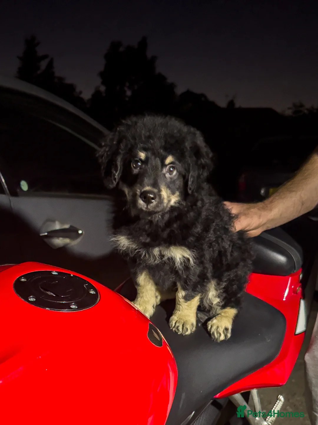 Mixed Breed dogs for sale: Olivier puppy looking for a home - Advert 2