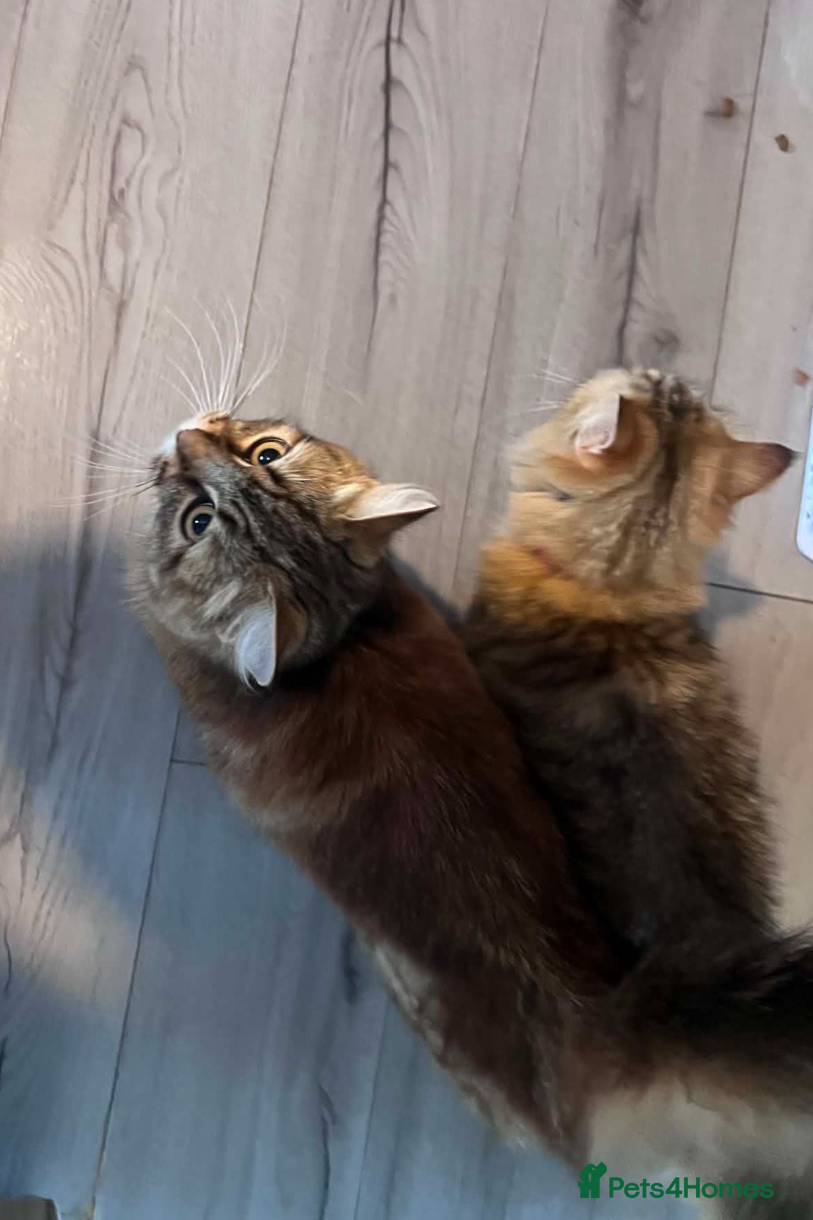 Maine Coon cats Persian+Maine-coon female cats x 2 - Advert 16