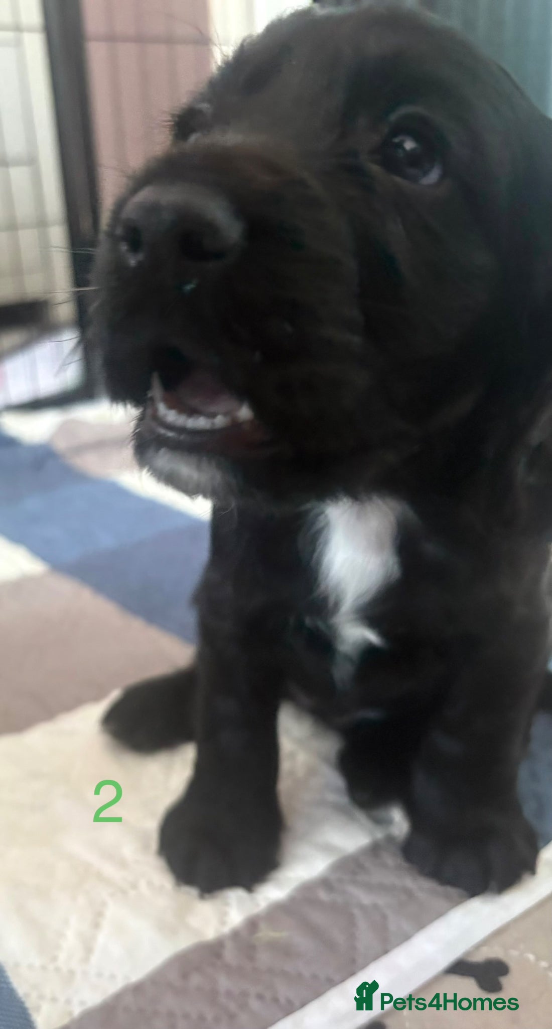 Cocker Spaniel dogs 4 Girls Cocker Spaniel Puppies (working) - Advert 2