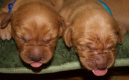Labrador Retriever dogs for sale: 🐾 KC Registered Fox Red Lab Puppies 🐾 - Image 9