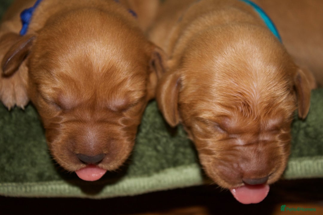 Labrador Retriever dogs for sale: 🐾 KC Registered Fox Red Lab Puppies 🐾 - Image 9