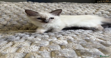 Ragdoll cats - Advert 4