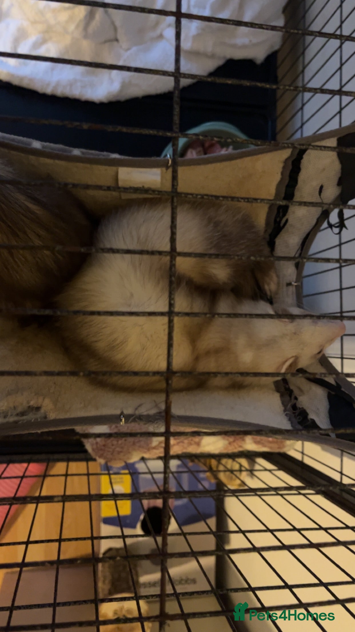 Mixed Breed rodents Ferrets  - Advert 2