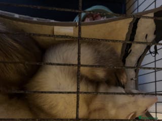 Mixed Breed rodents Ferrets - Advert 2