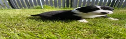 Mixed Breed dogs for sale: ✨ Beautiful Border Aussie Puppies ✨ - Advert 10