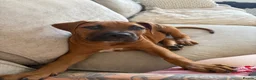 Mixed Breed dogs for sale: Male 11 week old cane corso x presa  in Loughborough - Advert 3