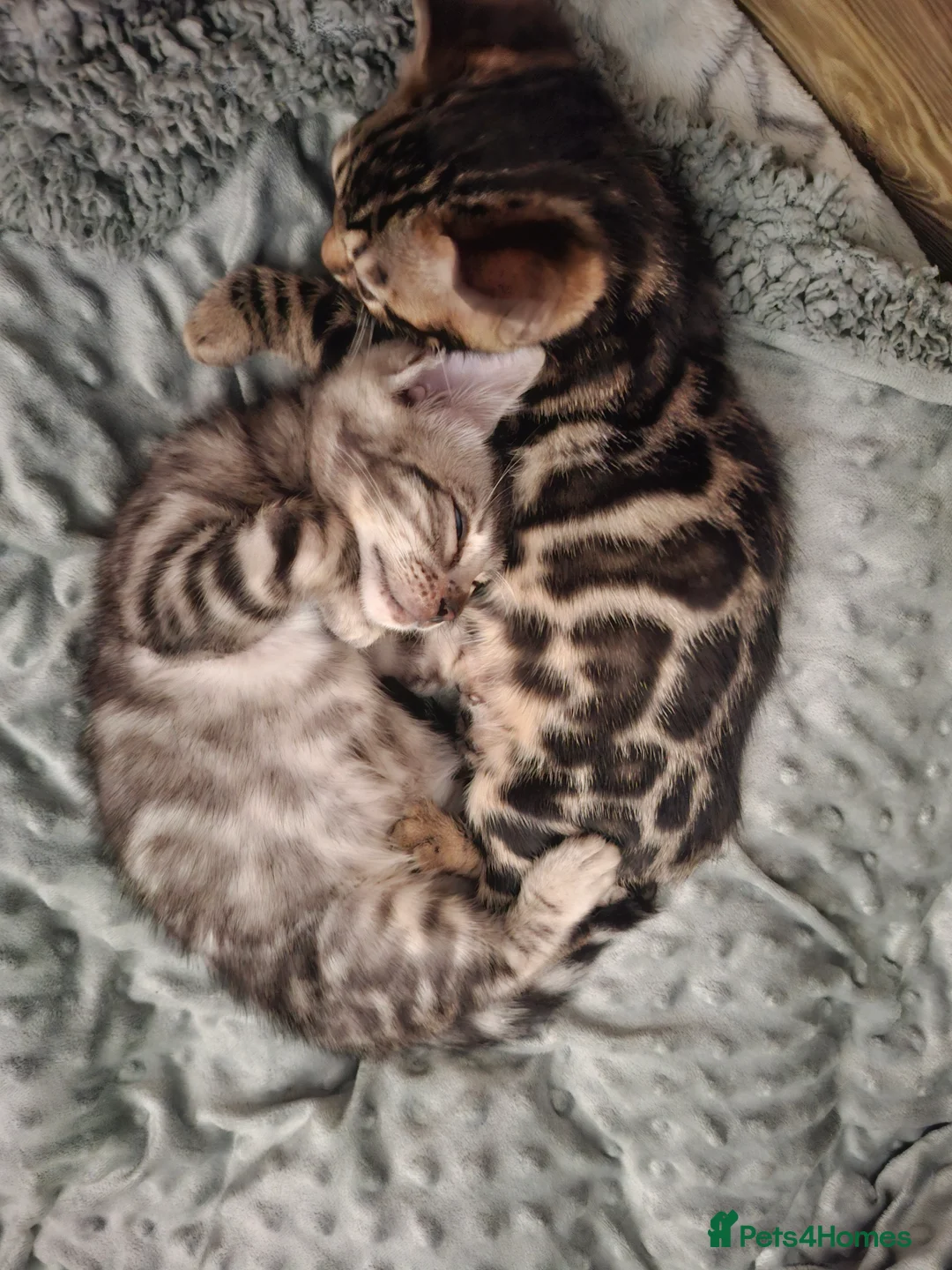 Bengal cats for sale: Stunning Blue pure bengal kittens - Advert 20