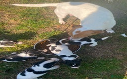 Jack Russell dogs for sale: Gorgeous bundle of Jack Russel puppies  - Image 10