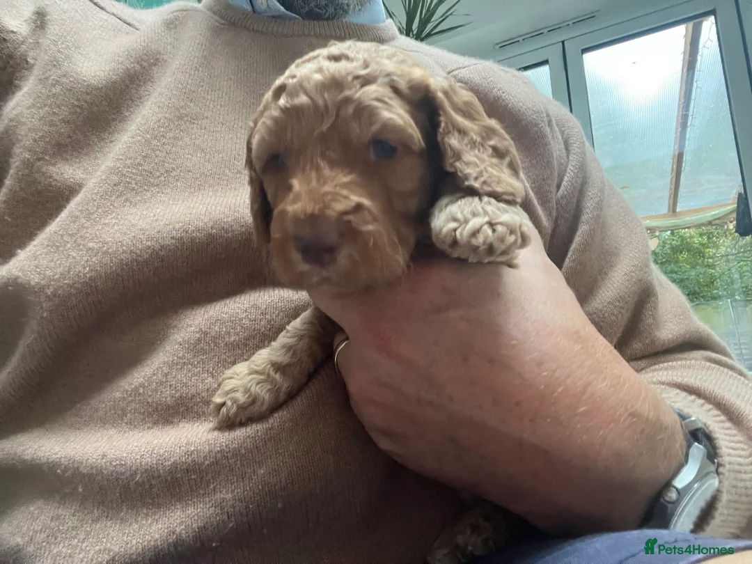 Cockapoo dogs for sale: X6 Cockapoo Puppies in Swindon - Advert 2