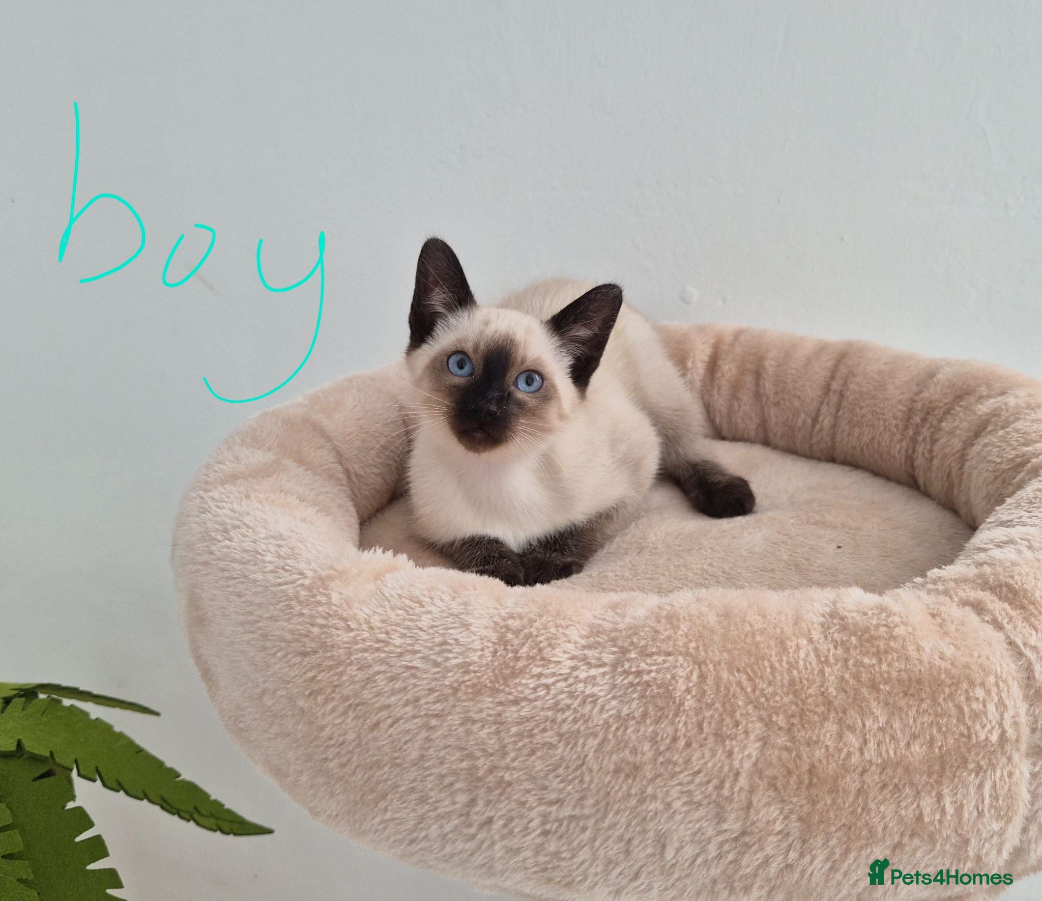 Siamese cats The Best Traditional Siamese Kittens - Advert 2