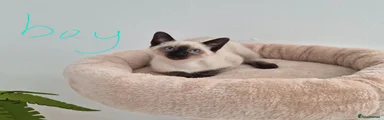 Siamese 1