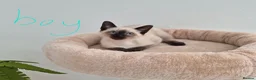 Siamese cats for sale: The Best Traditional Siamese Kittens - Advert 2