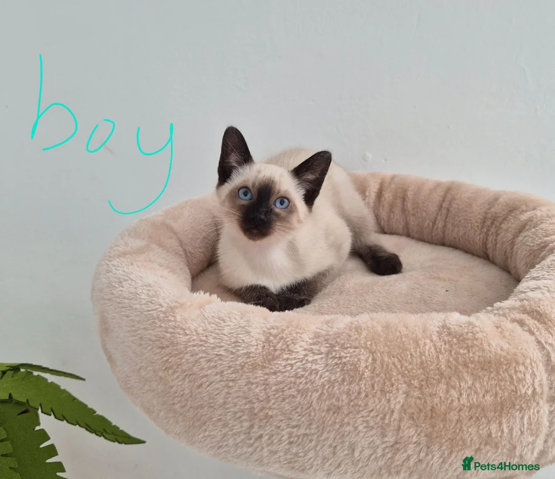 Siamese cats for sale: The Best Traditional Siamese Kittens - Advert 2