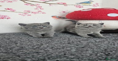 British Shorthair cats - Advert 4