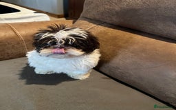 Shih Tzu dogs for sale: Imperial shih tzu pups - Advert 2